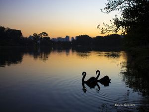 CISNES NO IBIRAPUERA