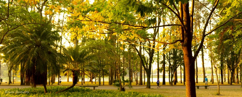 PRIMAVERA NO IBIRAPUERA