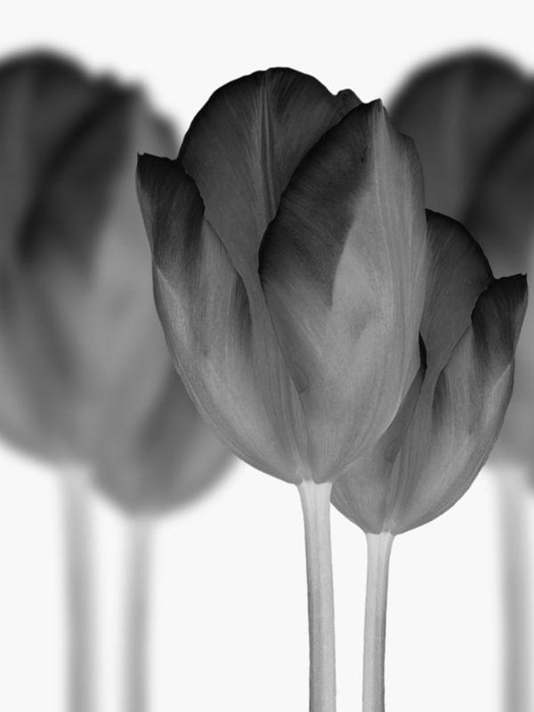 FLORA 01784
