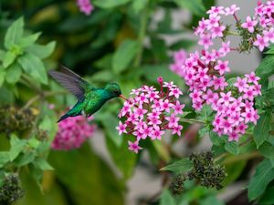 O VOO DO BEIJA-FLOR
