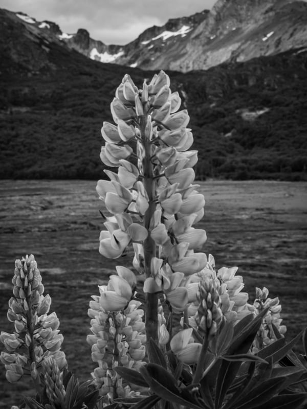 FLORES NA PATAGÔNIA