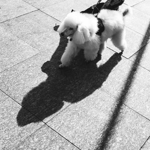 CARA METADE CANINA