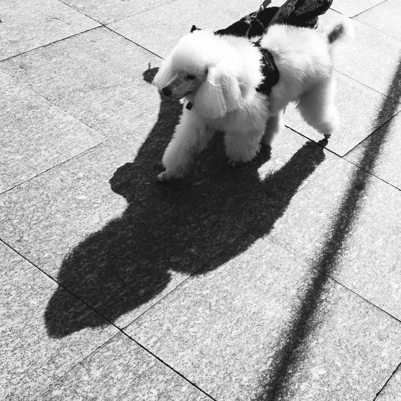 CARA METADE CANINA