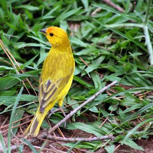 PÁSSARO/AMARELO