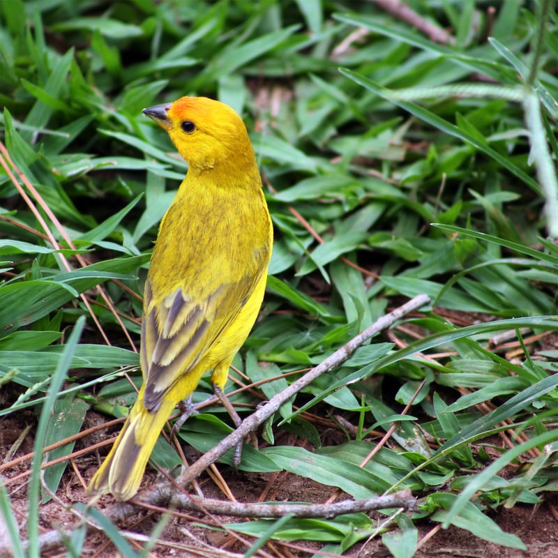 PÁSSARO/AMARELO