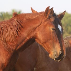 CAVALOS - CHEIRO