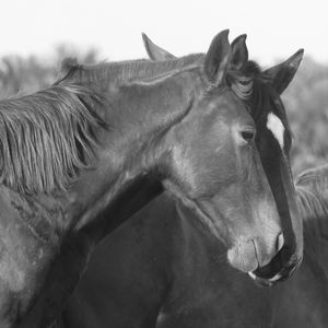 CAVALOS BW - CHEIRO