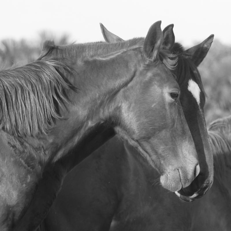 CAVALOS BW - CHEIRO