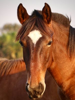 CAVALO ESTRELA