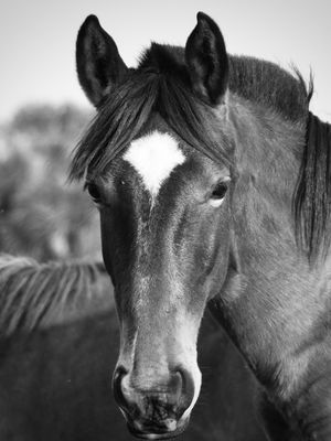 CAVALO BW ESTRELA