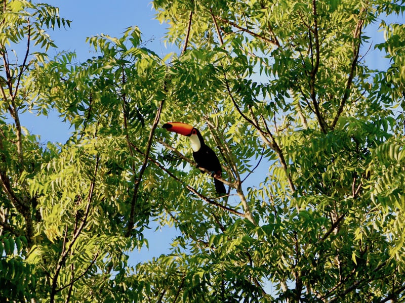 TUCANO - FOLHAS