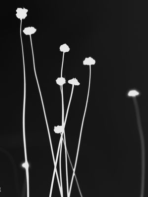 FOLHAS 0008