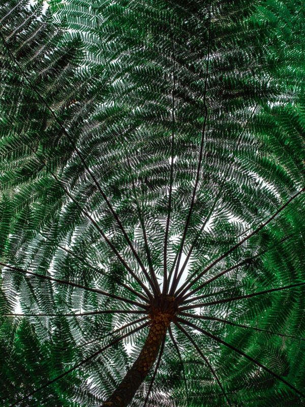 SALVE NATURA