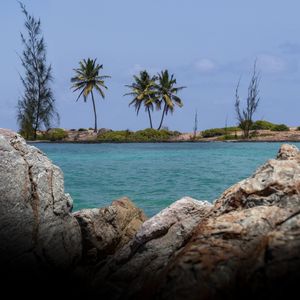 AS ÁRVORES DE SANTO ALEIXO PERNAMBUCO