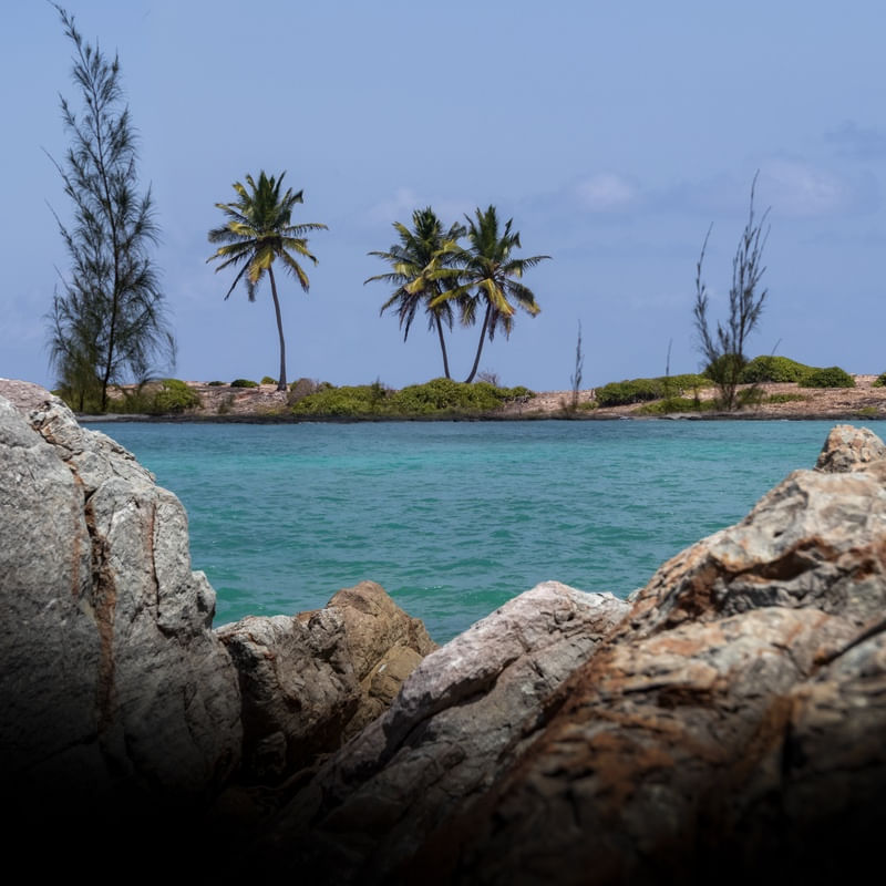 AS ÁRVORES DE SANTO ALEIXO PERNAMBUCO