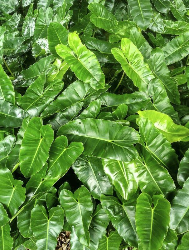 FILODENDROS EM CONTRASTE
