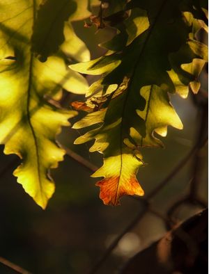 SAMAMBAIA ILUMINADA