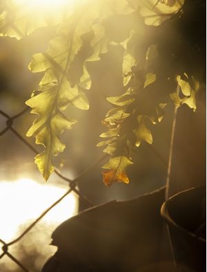SAMAMBAIA SOB A LUZ VESPERTINA
