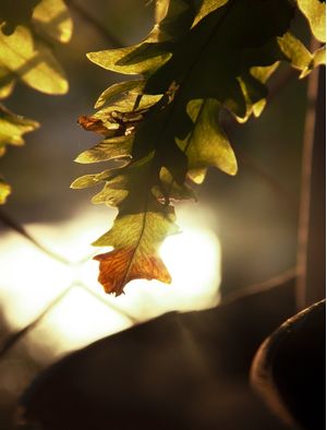 FOLHAGEM DE SAMAMBAIA SOB A LUZ