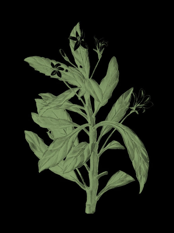 ILUSTRAÇÃO PLANTA FUNDO PRETO 01