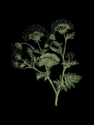 ILUSTRAÇÃO PLANTA FUNDO PRETO 02