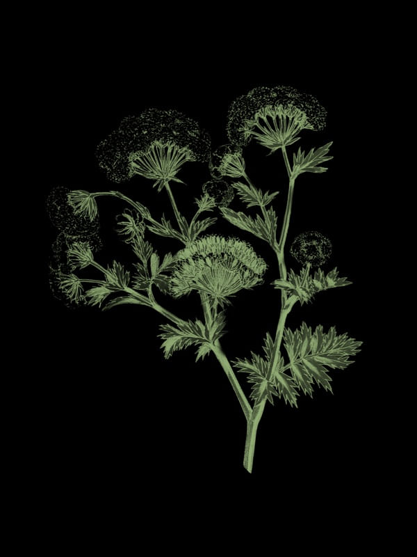ILUSTRAÇÃO PLANTA FUNDO PRETO 02