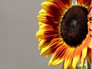 GIRASSOL SOLAR