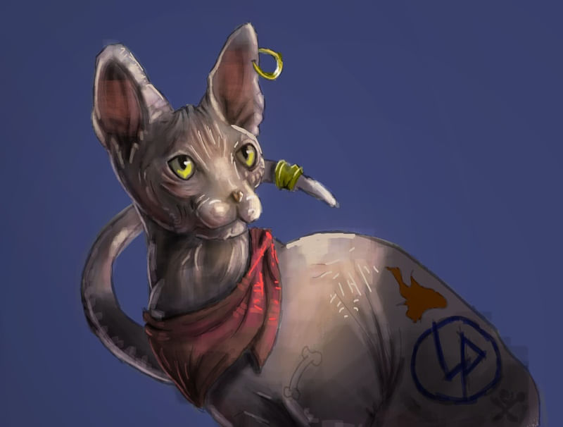 GATO ROQUEIRO