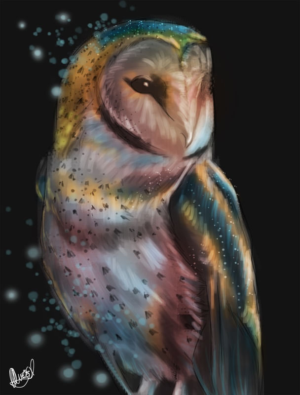 CORUJA COSMO