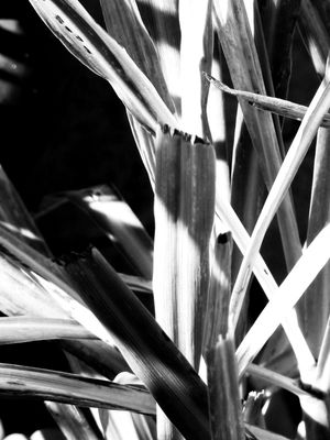 CONTRASTE DE FOLHAS DÍPTICO 1