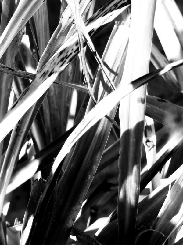 CONTRASTE DE FOLHAS DÍPTICO 2