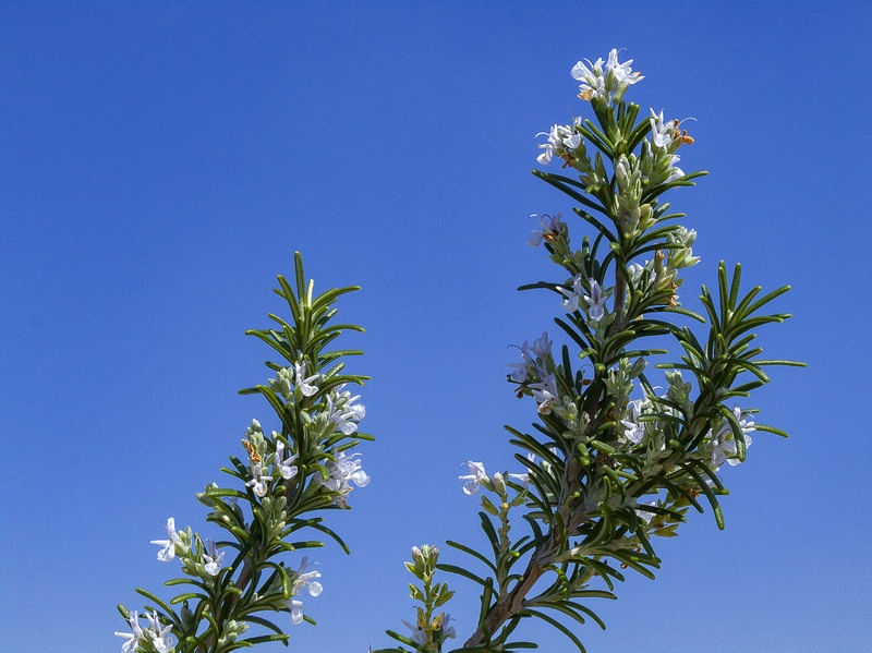 FLOR DE ALECRIM 1