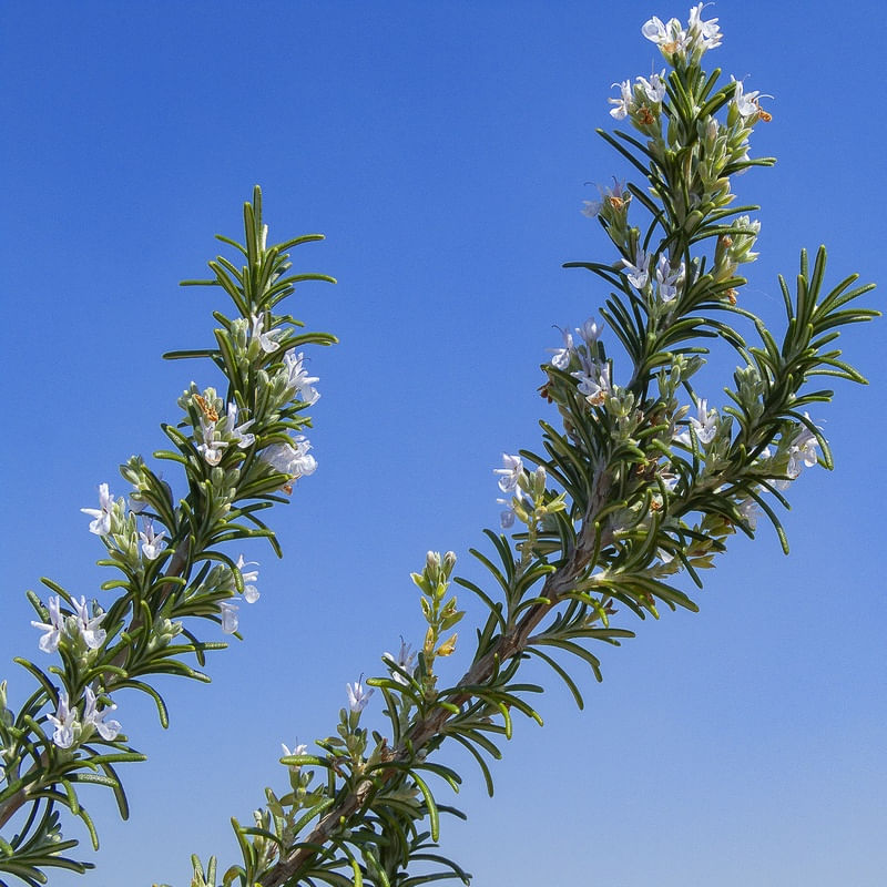 FLOR DE ALECRIM 2