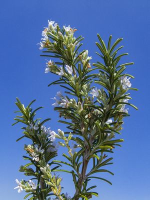 FLOR DE ALECRIM 3