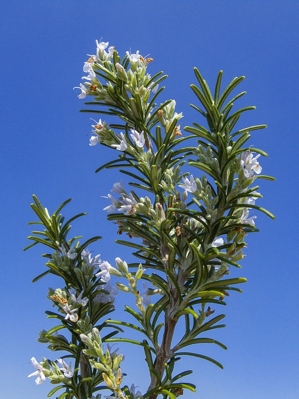 FLOR DE ALECRIM 3