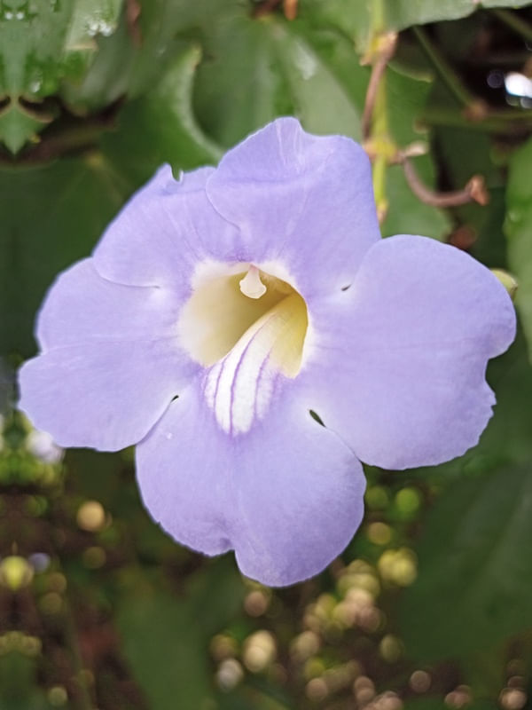 TUMBÉRGIA AZUL