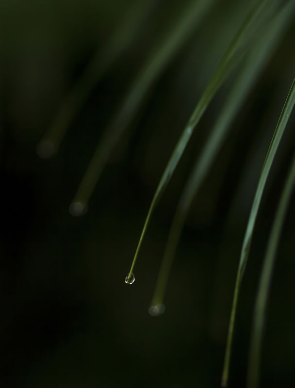 FOLHAGEM E GOTA