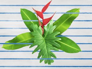 PLANTAS TROPICAIS