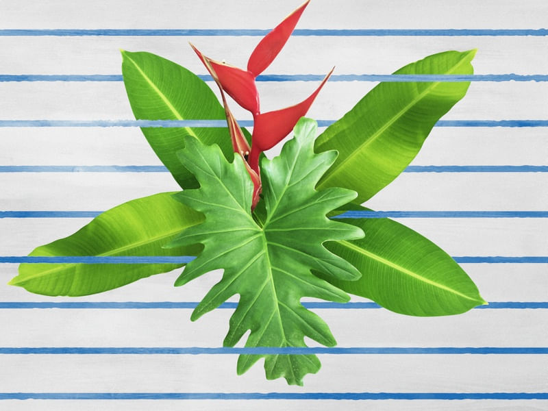 PLANTAS TROPICAIS