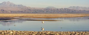 FLAMINGO NO SALAR