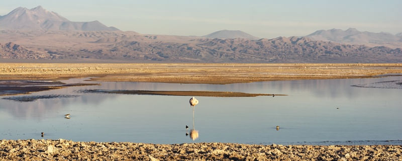 FLAMINGO NO SALAR