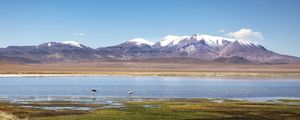 FLAMINGO NO DESERTO