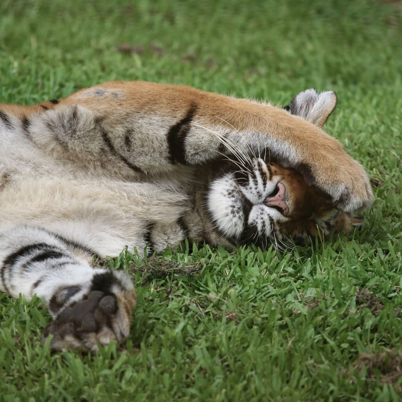 TIGRE TAPA OLHO I