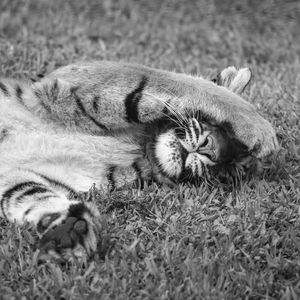 TIGRE TAPA OLHO II