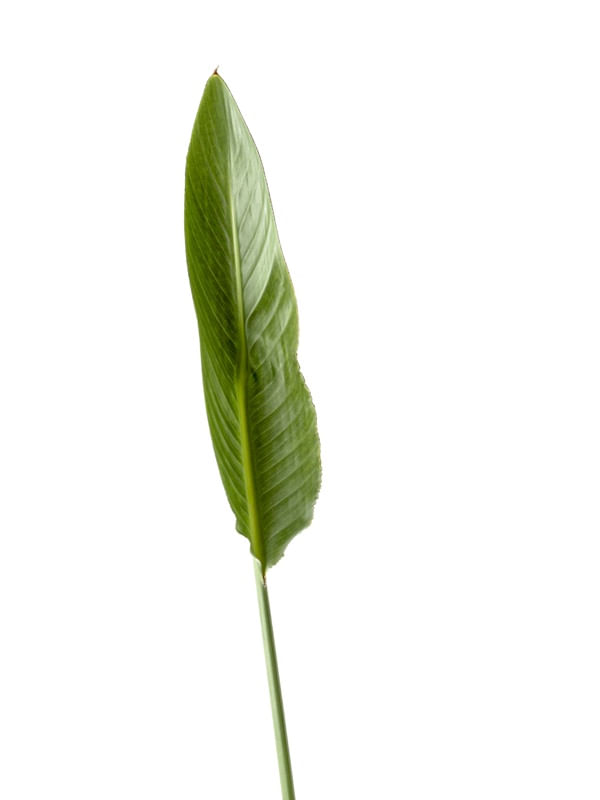 LIVE FOLIAGE PART 2 OF 3