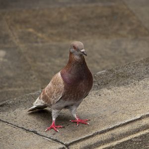 POMBO DE RUA - QUADRADA