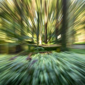 ZOOM BOSQUE - QUADRADA