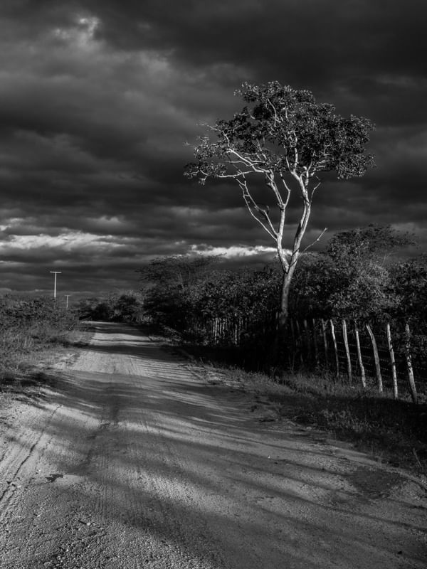 ÁRVORE NA ESTRADA