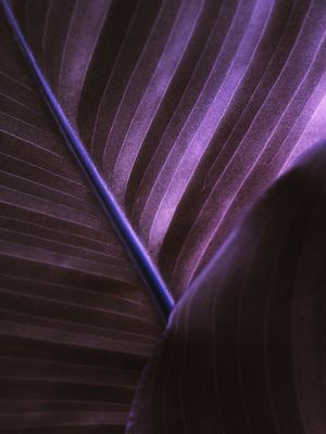 PURPLE LINES II