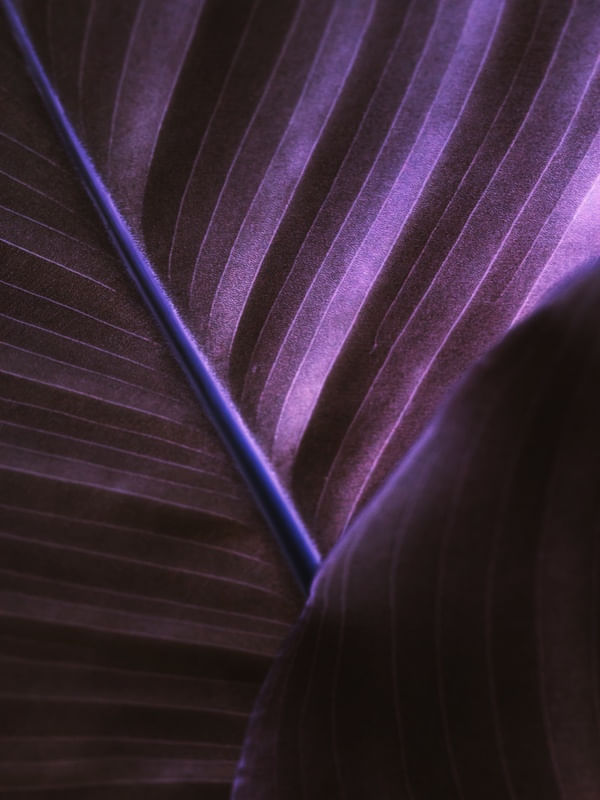 PURPLE LINES II
